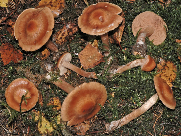 Zimtblättriger Birkenwasserkopf-Cortinarius subbalaustinus