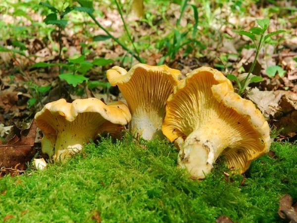 Echter Pfifferling-Cantharellus cibarius
