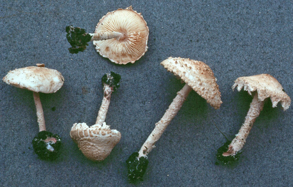 Fastberingter Heckenmehlschirmling-Cystolepiota adulterina