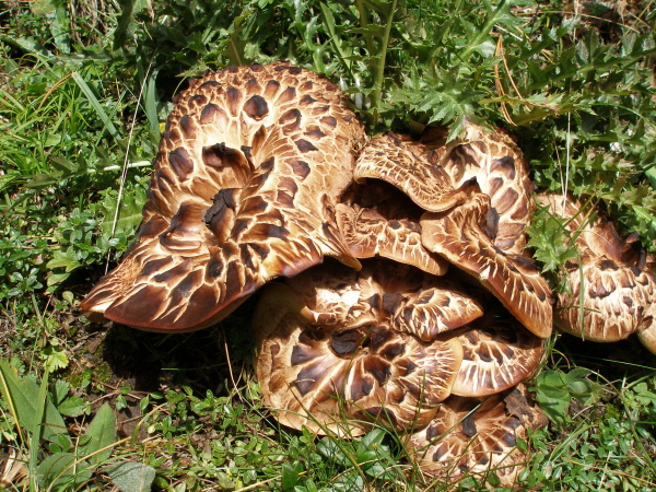 Habichtspilz-Sarcodon imbricatus