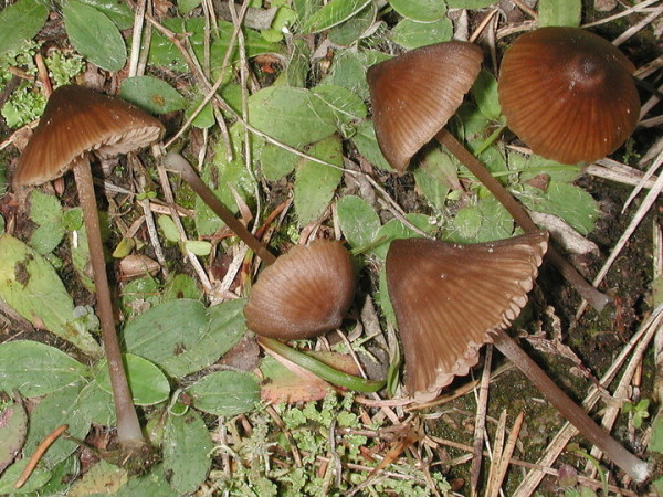 Warzenglöckling-Entoloma papillatum