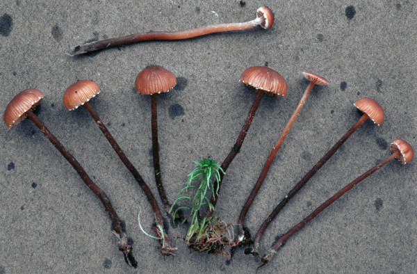 Geschmückter Braunhäubling-Phaeogalera stagnina