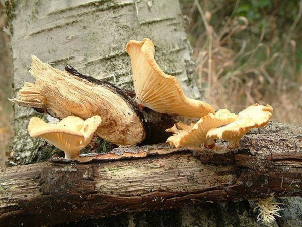 Anissägeblättling-Lentinus suavissimus
