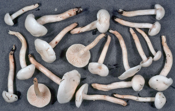 Dickschleimiger Birkenschneckling-Hygrophorus hedrychii