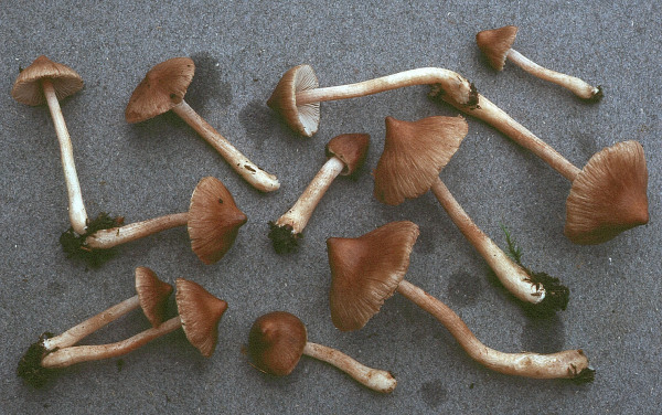 Spitzer Risspilz-Inocybe acuta