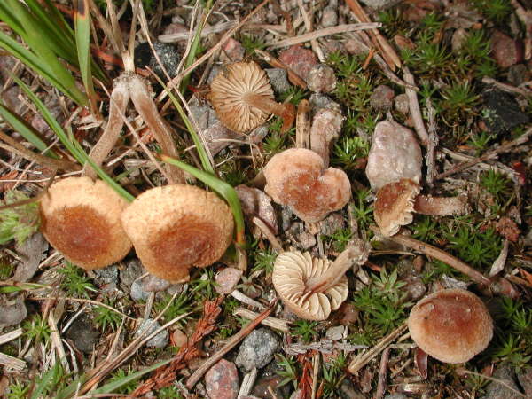 Weissfilziger Risspilz-Inocybe jacobi