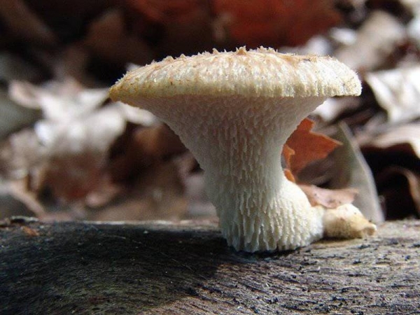 Sklerotienstielporling-Polyporus tuberaster