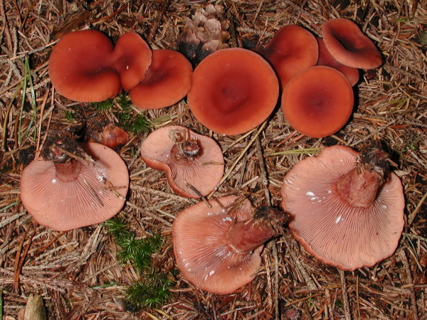 Kampfermilchling-Lactarius camphoratus
