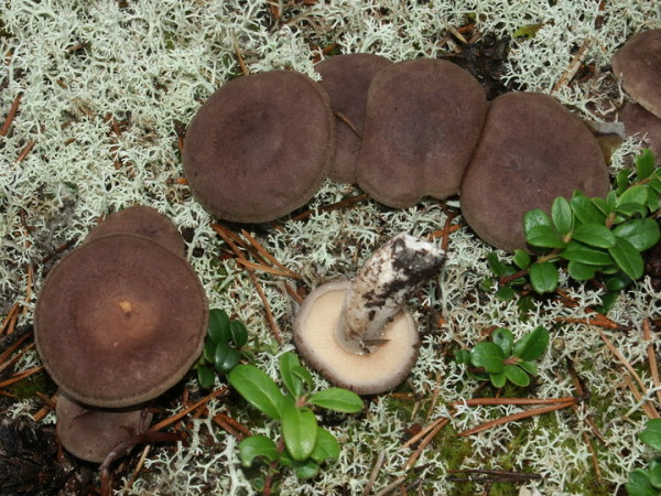 Dunkler Duftmilchling-Lactarius mammosus