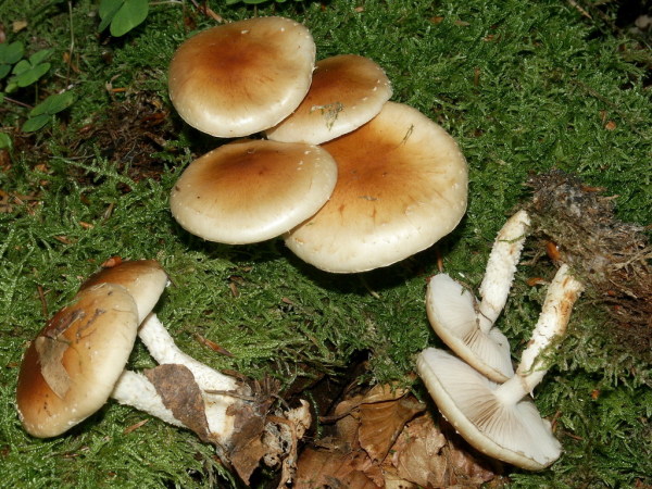 Weissflockiger Schüppling-Pholiota lubrica