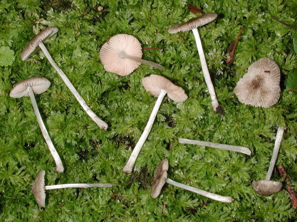 Haariger Dachpilz-Pluteus hispidulus
