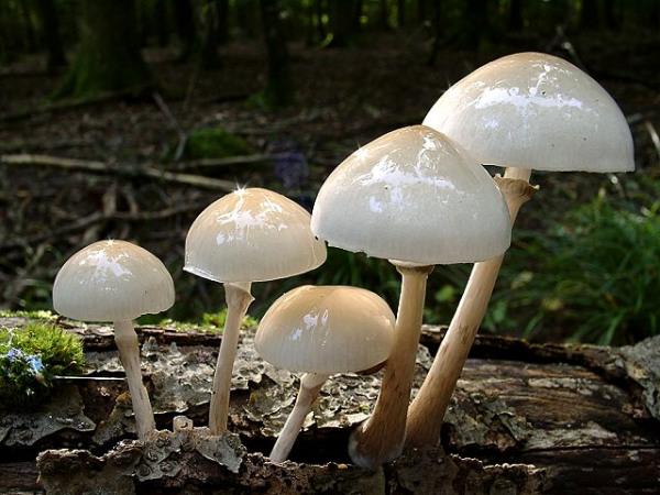 Beringter Schleimrübling-Oudemansiella mucida