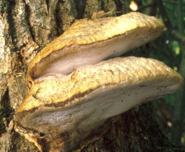 Apfelbaum-Saftporling-Aurantioporus fissilis