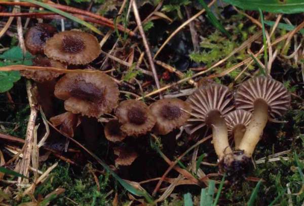 :-Camarophyllopsis hymenocephala