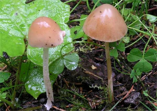 Elegantes Samthäubchen-Conocybe elegans
