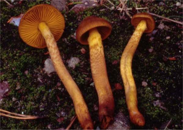 Orangefüssiger Hautkopf-Cortinarius bataillei