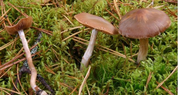 :-Cortinarius dolabratus