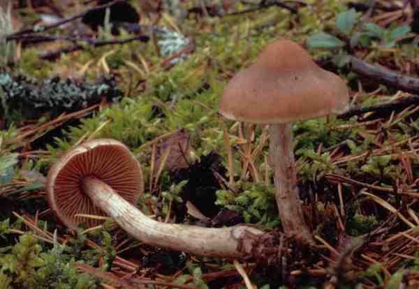 Veilchengürtelfuss-Cortinarius ionosmus