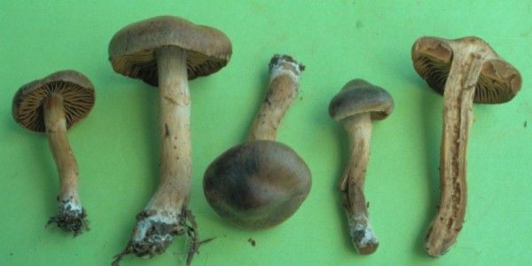 :-Cortinarius nitens