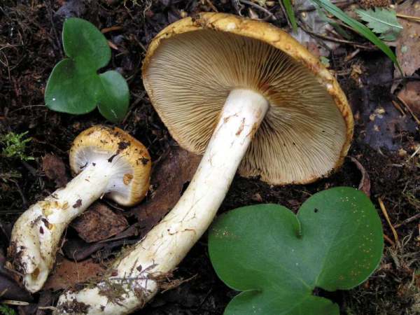 :-Cortinarius populinus