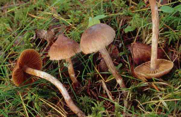 Buntstieliger Gürtelfuss-Cortinarius subsertipes
