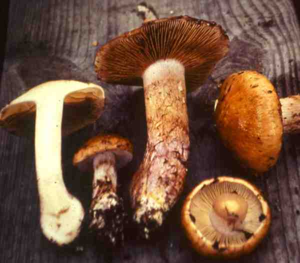 :-Cortinarius violaceomaculatus