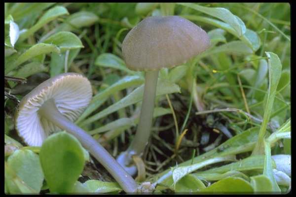 Grünstieliger Zärtling-Entoloma chloropolium
