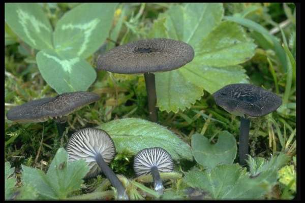 Dunkelgrauer Rötling-Entoloma melanochroum