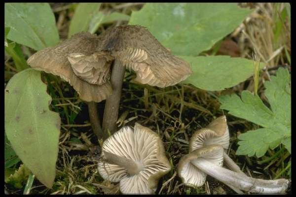 Rauhhütiger Zärtling-Entoloma scabropellis