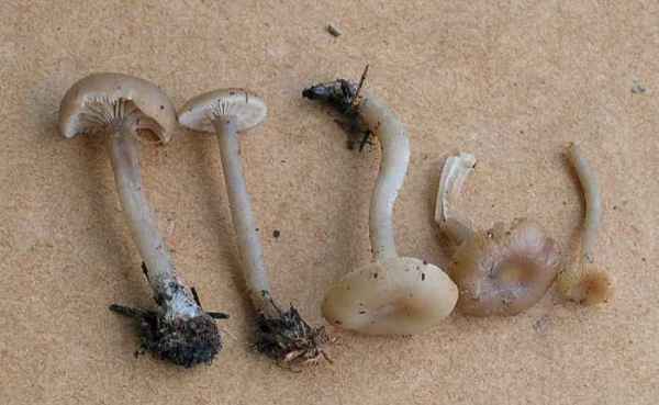 Winterrussnabeling-Gamundia striatula