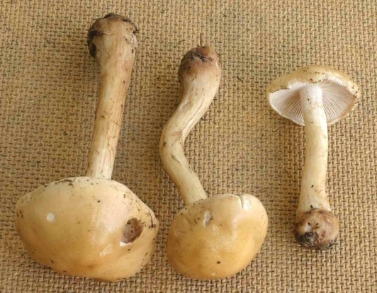 Flockenstieliger Fälbling-Hebeloma velutipes