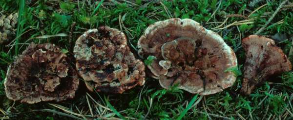 Gezonter Korkstacheling-Hydnellum concrescens