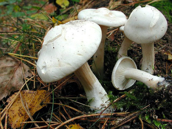 Bleiweisser Firnistrichterling-Clitocybe cerussata