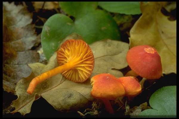 Bitterer Saftling-Hygrocybe mucronella
