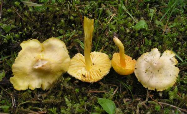 Schnürsporiger Saftling-Hygrocybe quieta