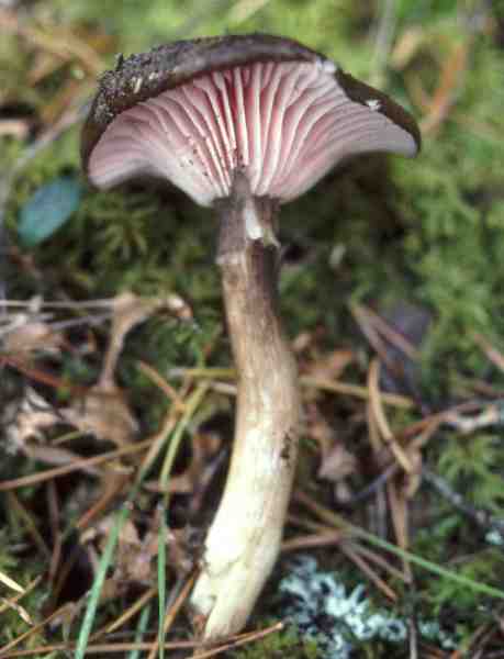 Schönblättriger Schneckling-Hygrophorus camarophyllus var. calophyllus