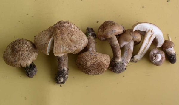 Schwarzfüssiger Risspilz-Inocybe tenebrosa