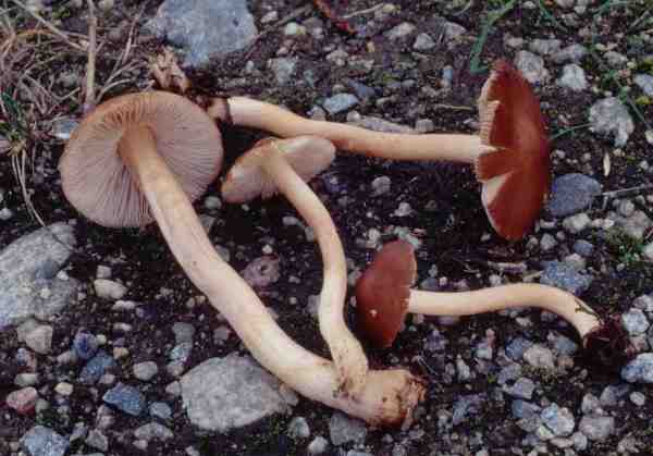 Braungebuckelter Risspilz-Inocybe catalaunica