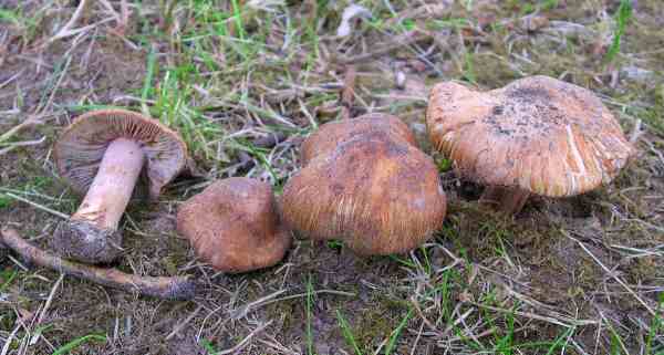 Falscher Höckersporrisspilz-Inocybe pseudohiulca
