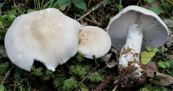 Lavendelfarbener Rötelritterling-Lepista glaucocana