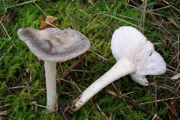 Süßlichriechender Weichritterling-Melanoleuca iris
