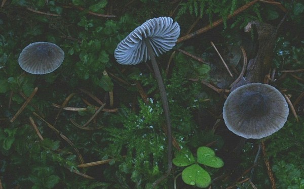 Einfarbiger Helmling-Mycena concolor
