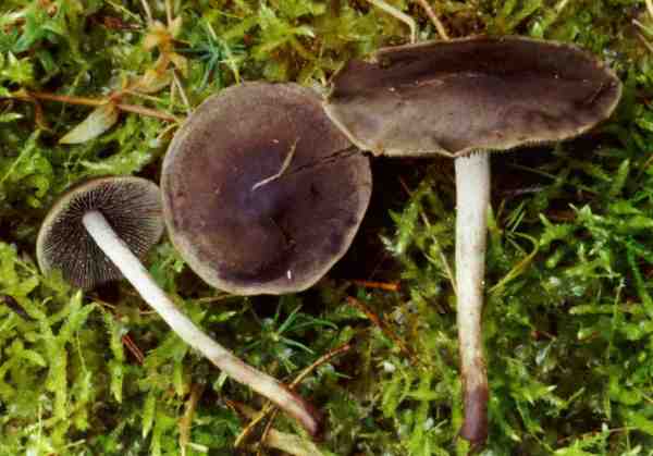 Getropftschneidiger Düngerling-Panaeolus guttulatus