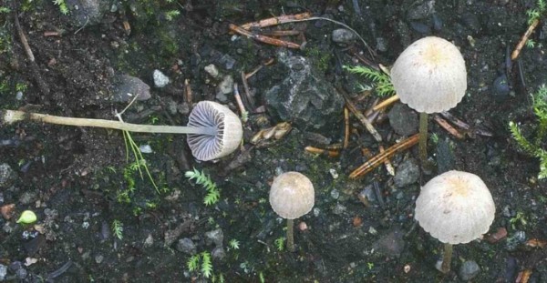 Wegrandmürbling-Psathyrella prona
