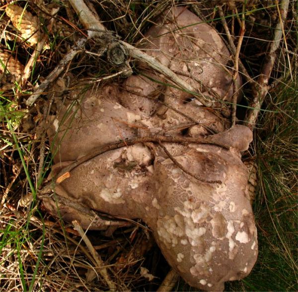 Widerlicher Stacheling-Sarcodon leucopus