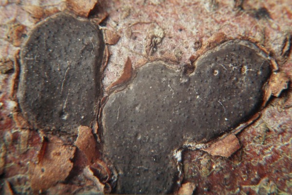 Rotbuchen-Rindenkugelpilz-Biscogniauxia nummularia