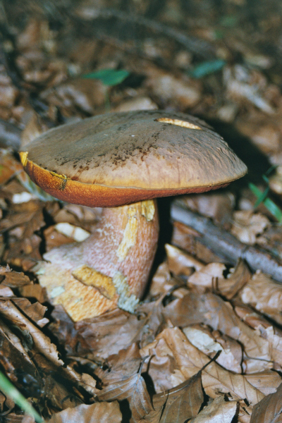 Flockenstieliger Hexenröhrling-Boletus erythropus