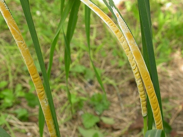 Gras-Kernpilz-Epichloe typhina