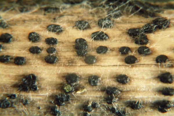 :-Pleospora herbarum