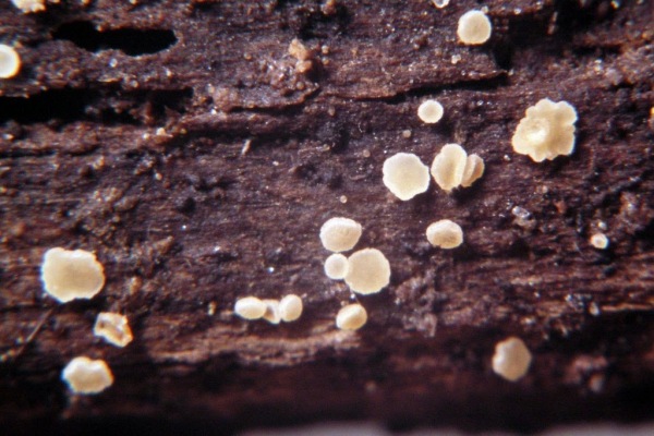 Hyalines Eichenholz-Haarbecherchen-Hyaloscypha quercicola